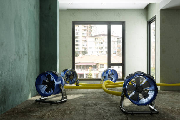 Best Water damage cleanup near me  in Vernon, AL